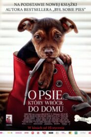 O psie, który wrócił do domu • Cały film • Gdzie obejrzeć online?